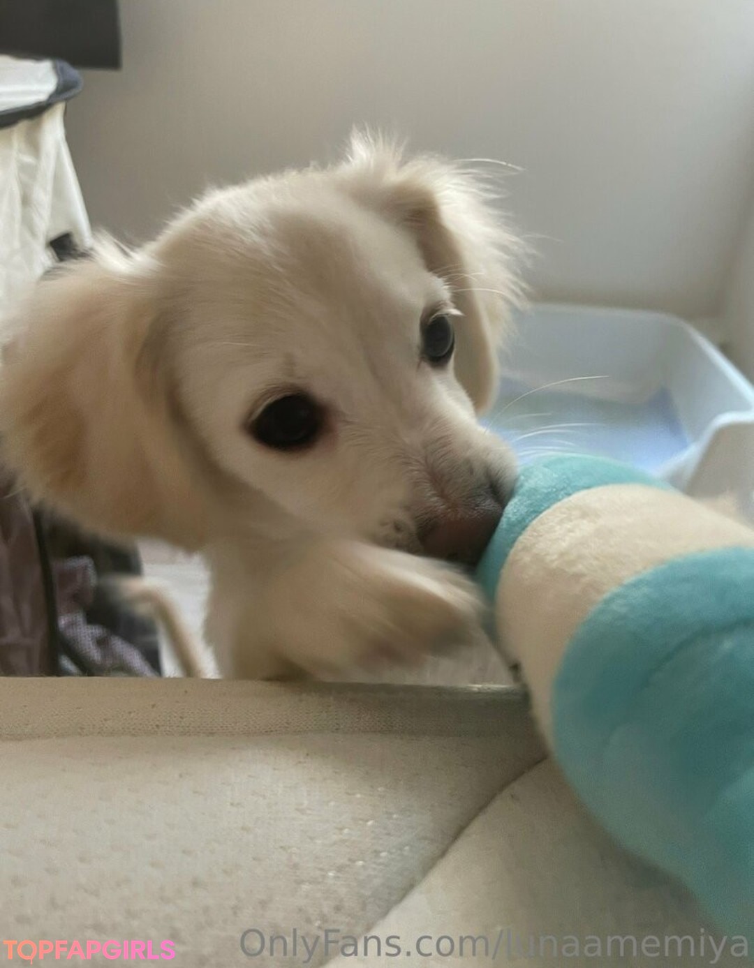 Naakte gelekte OnlyFans-foto van Lunaamemiya #1852