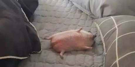 Naakte gelekte OnlyFans-foto van Lan