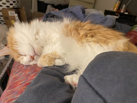 Mitzi