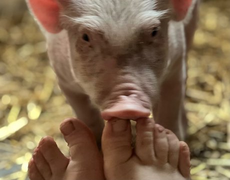Dutchfarmgirl