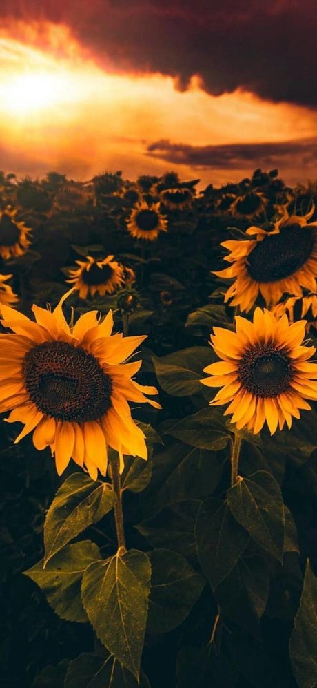Naakte gelekte OnlyFans-foto van Sunflower Slt