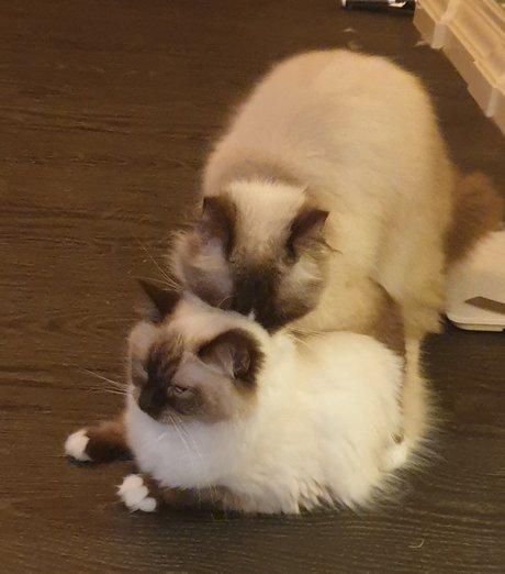 Naakte gelekte OnlyFans-foto van Pablo The Ragdoll