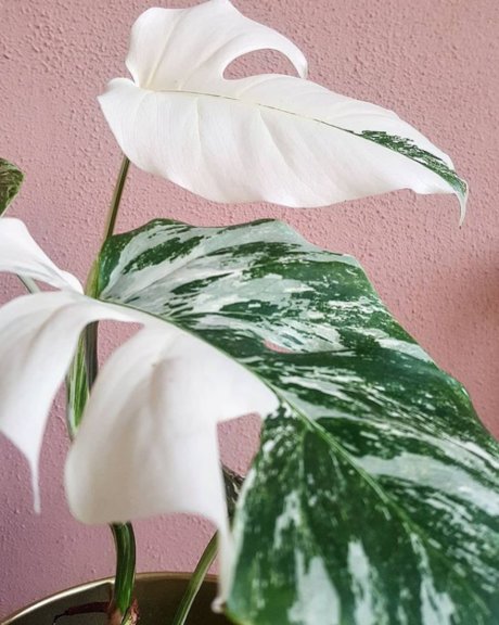 Naakte gelekte OnlyFans-foto van Monstera Mania