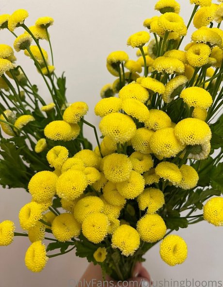 Naakte gelekte OnlyFans-foto van Blushingblooms