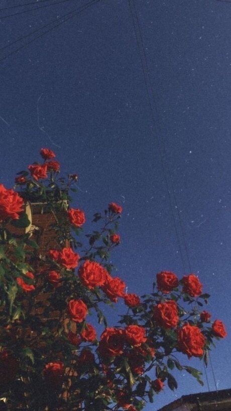 Naakte gelekte OnlyFans-foto van Rose