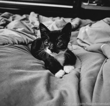Fosterkittendad