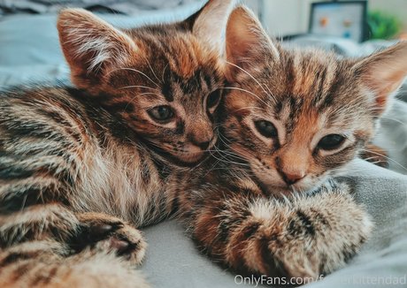 Fosterkittendad