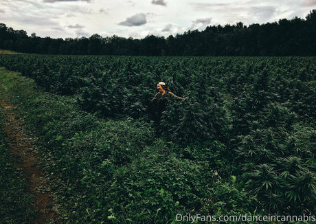 Naakte gelekte OnlyFans-foto van Danceincannabis