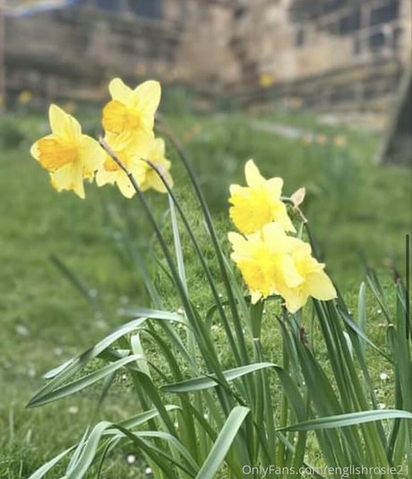 Englishrosie21