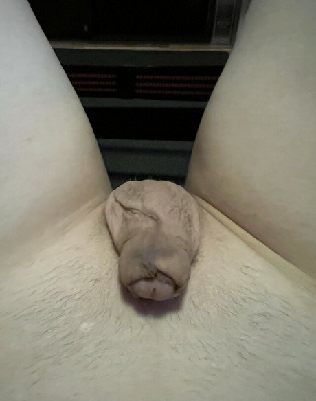 Baileyabunai