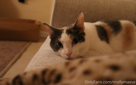 Mollymaeve